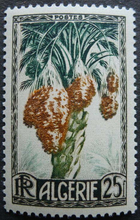 Algeria - date, Phoenix dactylifera, 1950