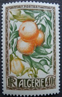 Algeria - Citrus: oranges & citrons, 1950
