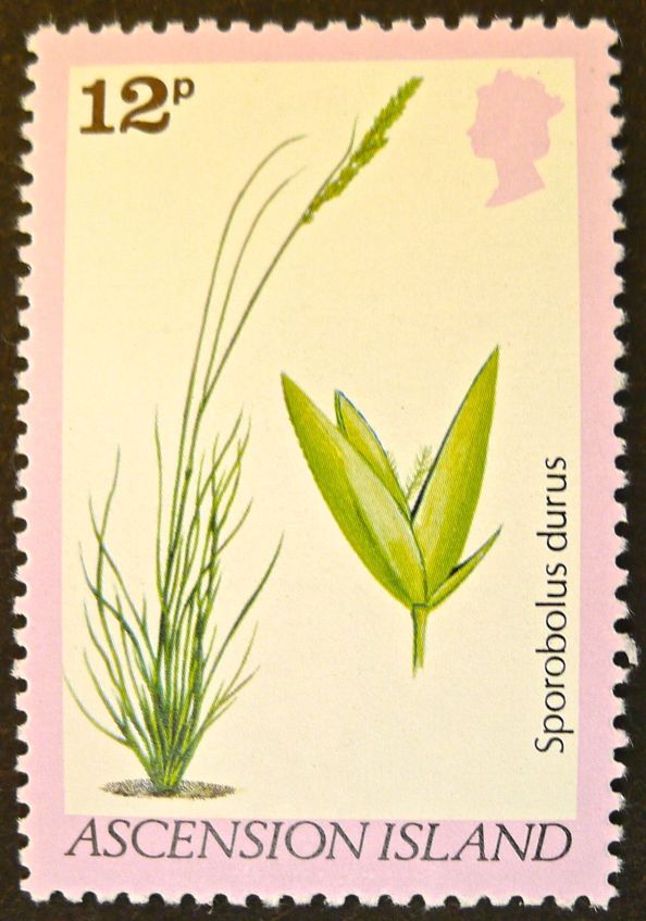 Ascension Island - endemic flora - Sporobolus durus