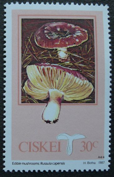 Ciskei, Edible Mushrooms, Russula capensis, 1987