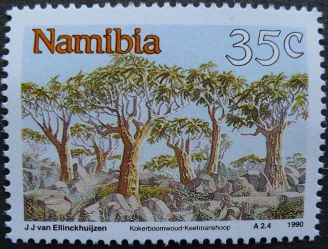 Namibia: Tree Aloes, 1990. Probably Aloe bainesii