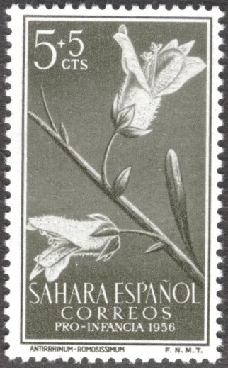 Spanish Sahara, flora, Antirrhinum ramosissimum, 1956