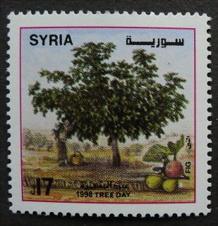 Syria, Tree Day, Fig, 1998