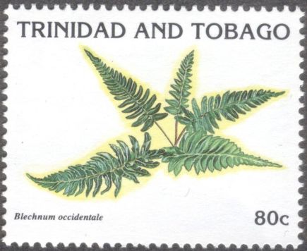 Trinidad & Tobago - ferns, Blechnum occidentale
