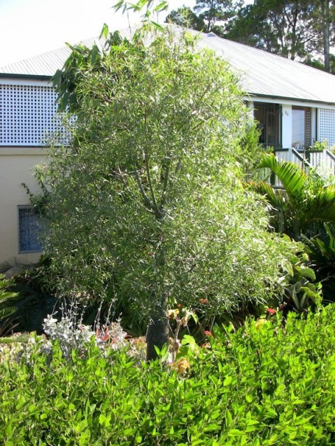 Brachychiton rupestris, Queensland Bottle tree at five years old