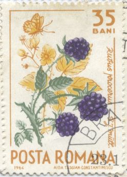 Romania - Rubus armeniacus