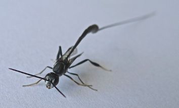 A female Gasteruptiid wasp (Gasteruption sp.). This species controls caterpillars