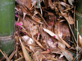 Fungus Lichenomphalia sp.? (syn Omphalina sp.?) on bamboo debris