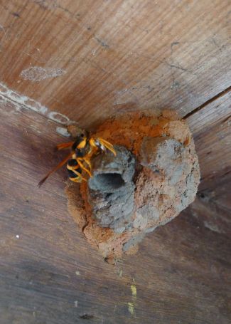 predatory Giant mason (or Large mud-nesting) wasp, Abispa splendida