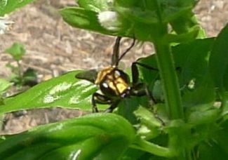 predatory Golden digger wasp, Sphex sp.