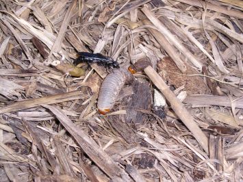 Black hairy flower wasp, Scolia soror, parasitising Rhinoceros beetle curl grub