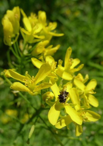 Native bee on mizuna. Probably Tetragonula carbonaria, but T. hockingsi is also a possibility.