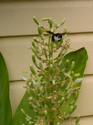 Great carpenter bee, Xylocopa aruana, on galangal