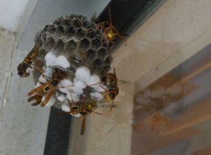 Parasitoid paper-nest (disc-nest) wasp, Ropalidia gregaria