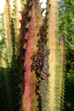 parasitoid Paper wasp, Ropalidia revolutionalis, on Euphorbia trigona