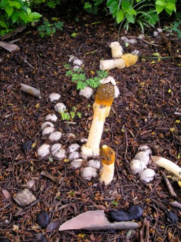 A fabulous stinkhorn growing at Toowong Cemetery, Brisbane, during wet, summer conditions
