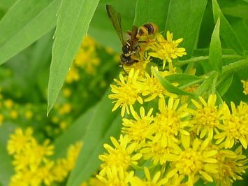 Species 381 found at Bellis: Cerceris sp, a sphecid wasp, drinks Goldenrod nectar
