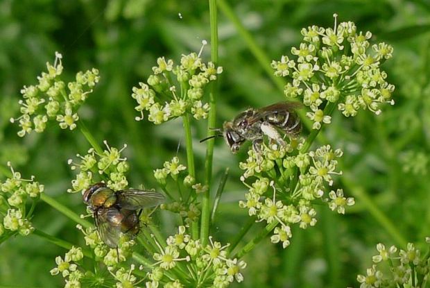 https://jerrycolebywilliams.files.wordpress.com/2012/07/species-459-halictid-bee-austronomia-flavoviridis-on-parsley-5.jpg?w=620&h=415