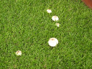 toadstools in lawn - 1