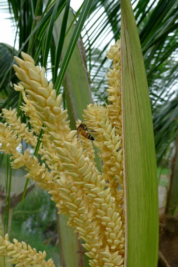 Giant honeybee, Apis dorsata, pollinates coconut, Cocos nucifera