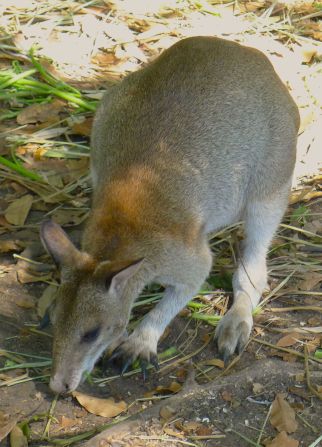 Agile wallaby, Macropus agilis ssp. papuanus. Nature Park