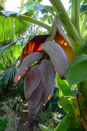Banana, Musa x sapientum 'Dwarf Ducasse' flowers: a reminder spring is over
