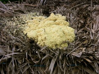 Fuligo septica, dogs vomit slime mould in a warm, humid spell during winter