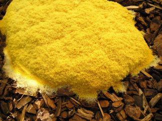 Fully emerged and solidifying: Fuligo septica, dog's vomit slime mould in woodchip mulch