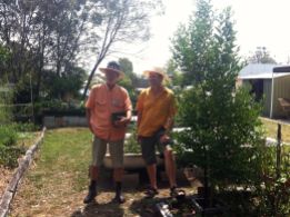 Ron takes Jerry to see how the 'Parramatta Sweets' mandarin, planted in 2010, has grown.