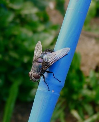 Blue rutilia (Rutilia simplex). This Tachinid fly parasitises curl grubs (scarab beetle larvae) which live underground, feeding on crop roots.