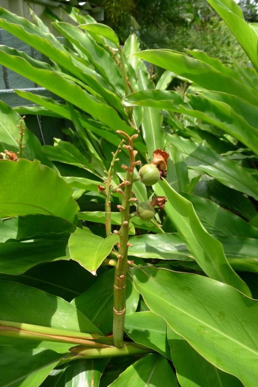 Pods of False cardamom, Alpinia nutans