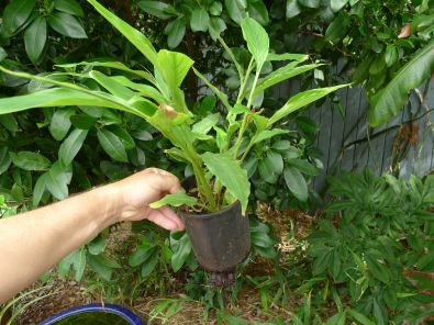 Thirteen month old seedling True cardamom, Elatteria cardamomum
