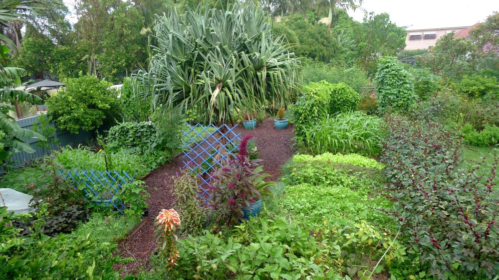 Bellis food garden in May