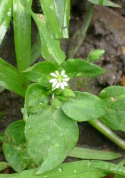 chickweed - flowering on time