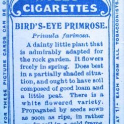 Bird's eye primrose, Primula farinosa, Aster alpinus, Wills' Alpine Flowers, 1913