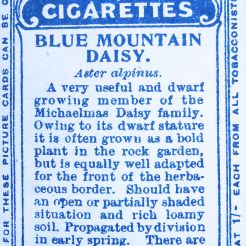 Blue mountain daisy, Aster alpinus, Wills' Alpine Flowers, 1913