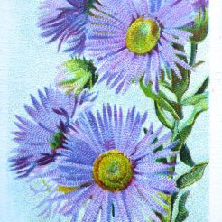 Fleabane, Erigeron speciosum, Wills' Alpine Flowers, 1913