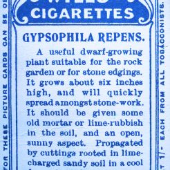 Gypsophila repens, Wills' Alpine Flowers, 1913