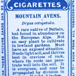 Mountain avens, Dryas octopetala, Wills' Alpine Flowers, 1913