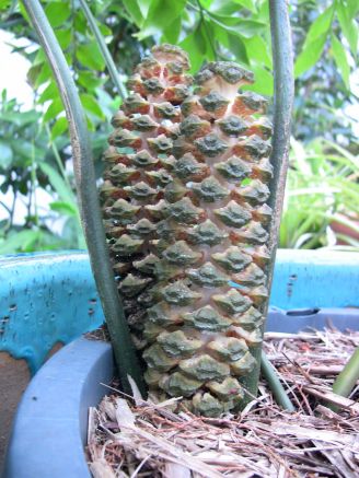 Male cone, Bowenia serrulata, Byfield fern