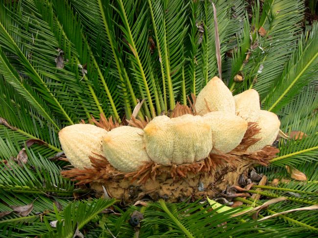 male cones of Cycas revoluta, Southbank