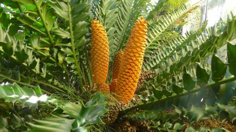 male cones, Encephalartos ferox