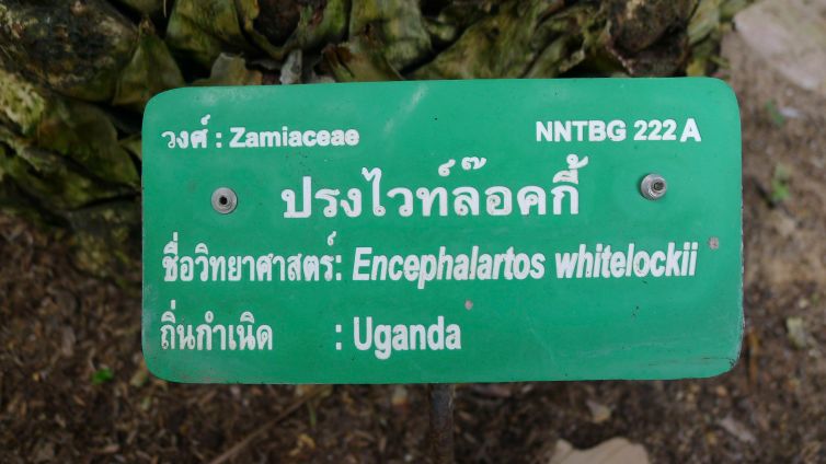 Encephalartos whitelockii, NongNooch Tropical Garden, Thailand