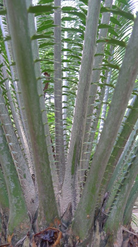 Encephalartos whitelockii, NongNooch Tropical Garden, Thailand
