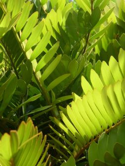 Cardboard fern, Zamia furfuracea