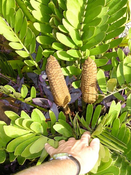 female cones, Cardboard fern, Zamia furfuracea