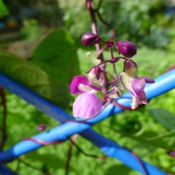 climbing bean, Phaseolus vulgaris Purple King