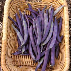 climbing bean, Phaseolus vulgaris Purple King