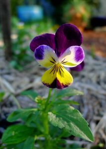 Heartsease, or Johnny Jump Up (Viola tricolor)