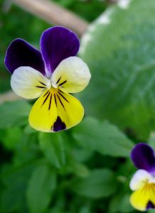 Heartsease, or Johnny Jump Up (Viola tricolor)